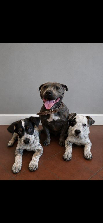 2 last beautiful Merle&rsquo;s available