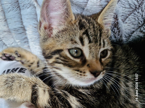 Boy tabby kittens