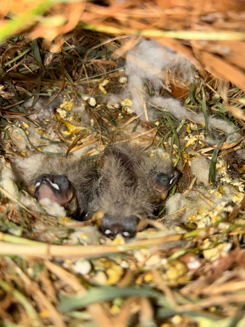 3 young zebra finch