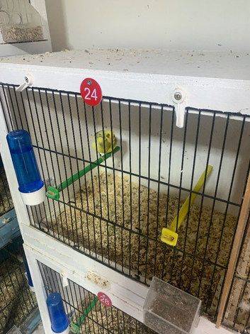 Top class cocks
