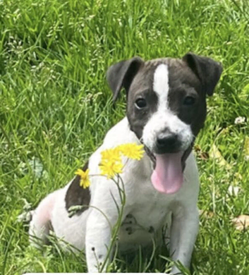 Jack Russell