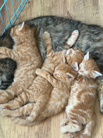 4 beautiful male ginger kittens