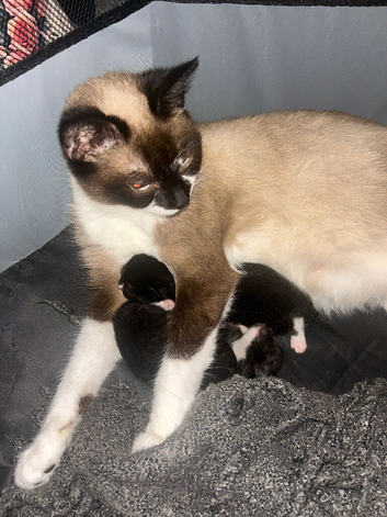 snowshoe x mainecoon x Russian white kittens