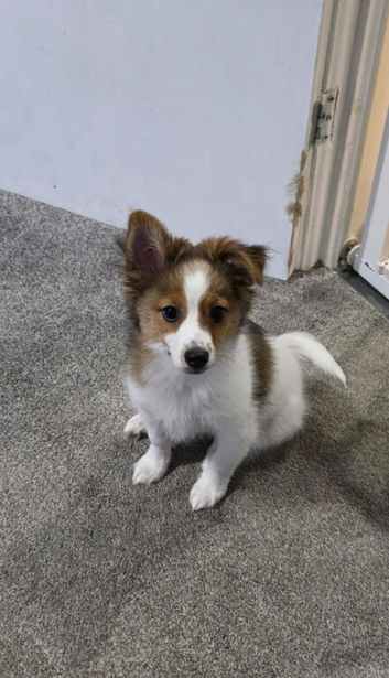 Male puppy