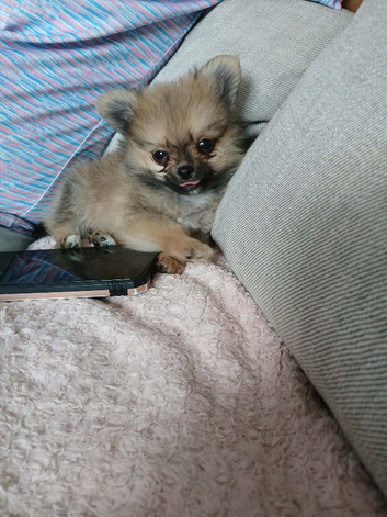 Pomeranian Puppy