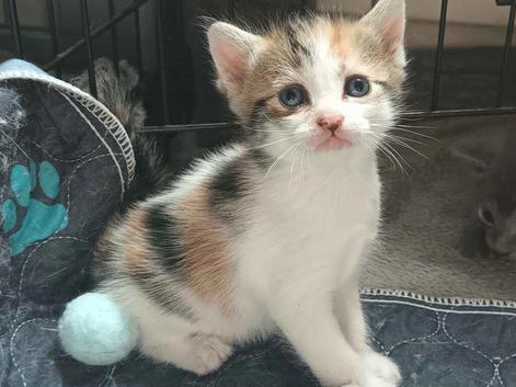 Stunning Calico female