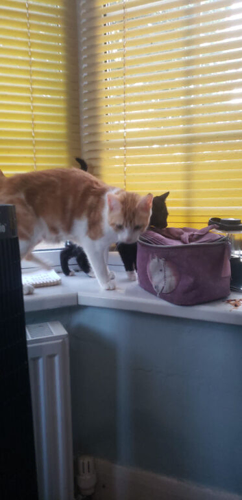 Short Hair Kittens inc. Red Females