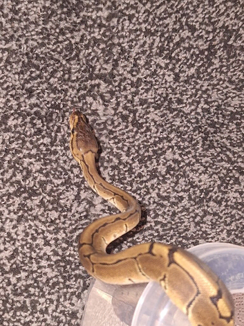 Baby pinstripe baby kingpin