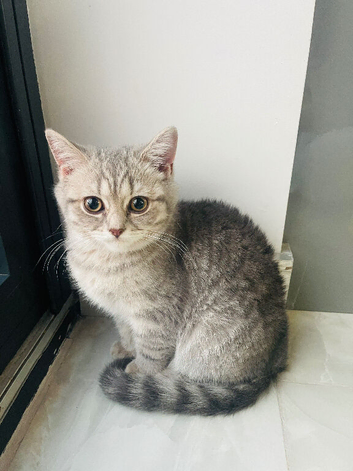 British short hair kitten (open to offers)