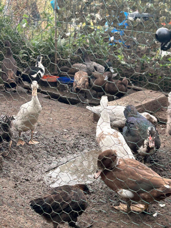 Runner ducks
