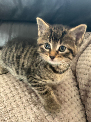 2 male tabby kittens and 1 fluffy black female kitten