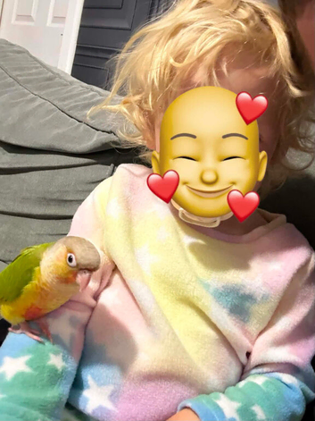 Lovley tame conure