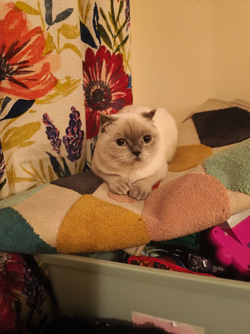 British shorthair