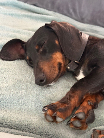 Female minature dachshund