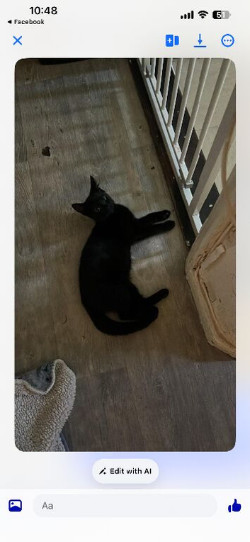 Rehoming kitten