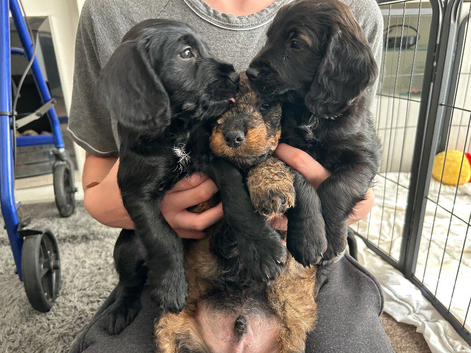 3 puppies
