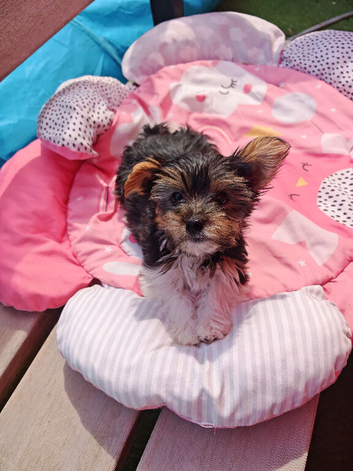 biewer terrier puppies ( small)