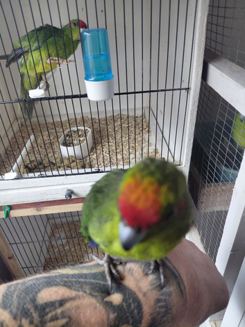 Tame kakariki for sale.