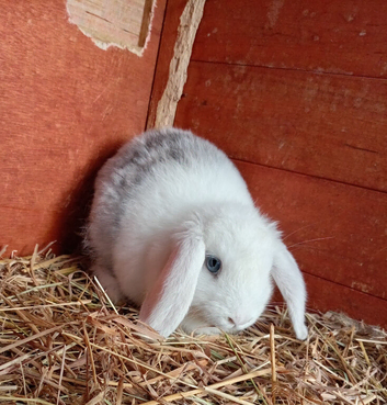 8 week old mini lop