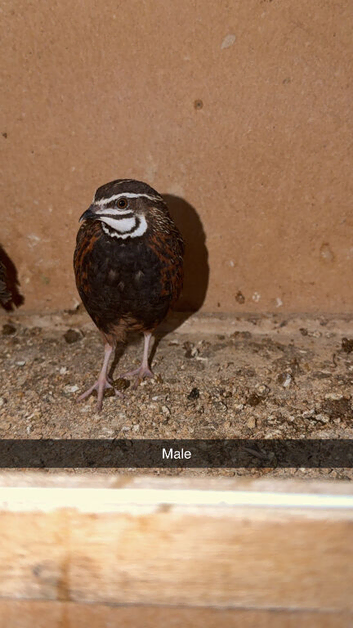 Harlequin quails pair