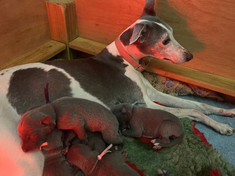 Blue whippet pups