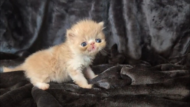 Beautiful Persian kittens