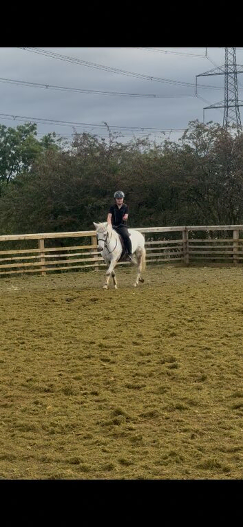 Stunning young pony