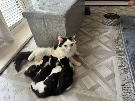 Gorgeous Ragdoll Cross Kittens Looking for Loving Forever Homes