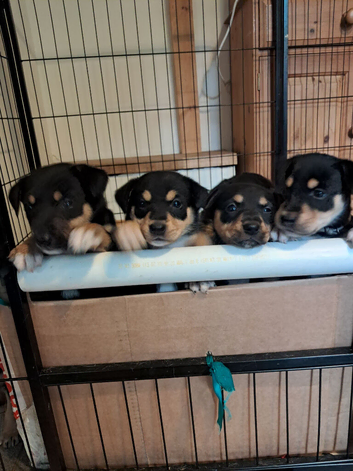 Beautiful kelpie x collie pups