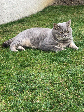 British Shorthair Girl