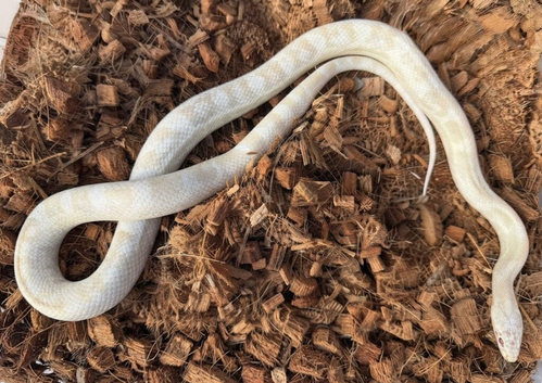 2 year old male snow corn snake