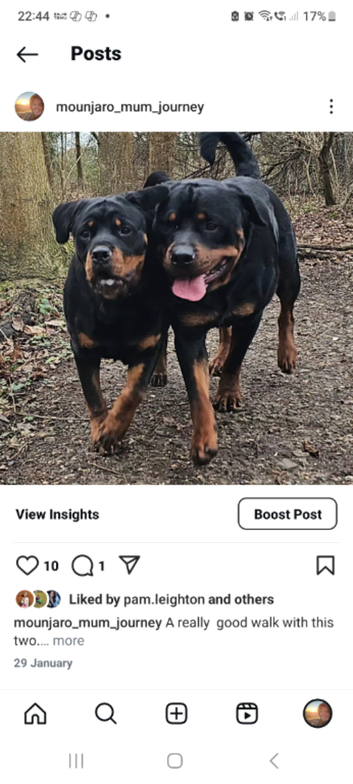 Dog Handler Diane