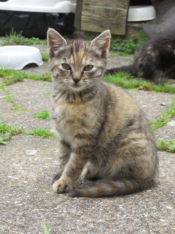 Female kitten for sale