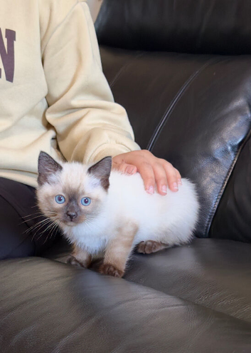 10-Weeks Old Male Ragdoll x Siamese Kitten Comes With The Whole Package
