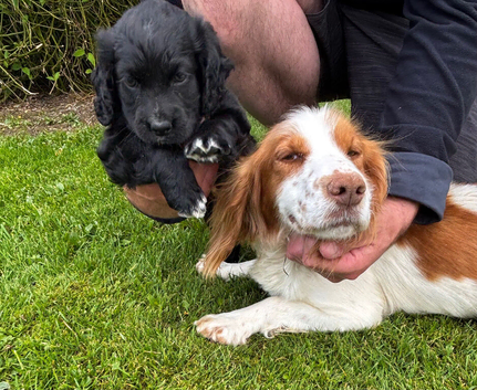 Cocker Spaniel Puppy for sale