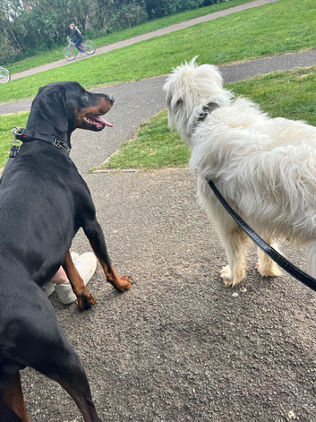 Doberman