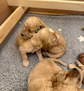 Exceptional F2 Miniature Cockapoo Puppies