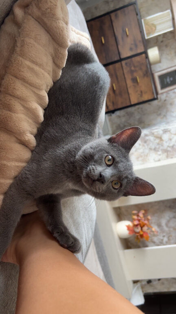 8 month of boy kitten