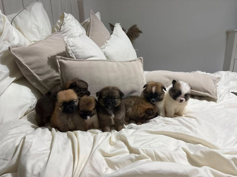 Beautiful Pomeranian puppies ready to go