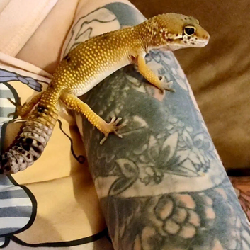 Leopard gecko