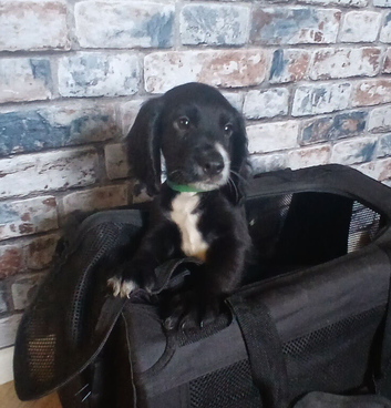 Cocker spaniel 2 black boys ready to leave