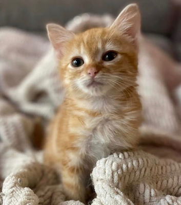 Ginger kitten