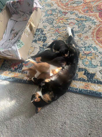 2 Beautiful Kittens needing a home &pound;30 ready to go