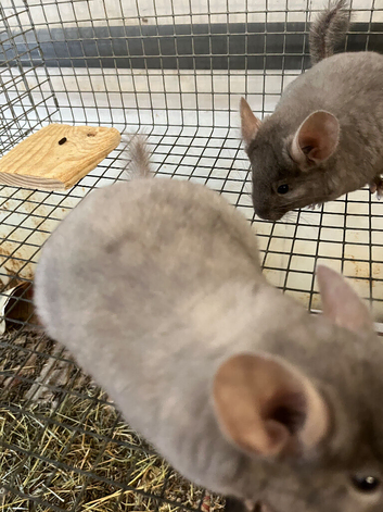 Beautiful pair of 3 month old, Tan brothers. &pound;120 each