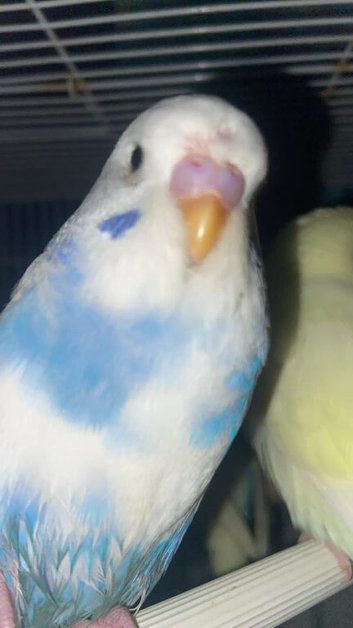 15 weeks old Budgerigar