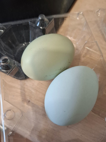 Chickens