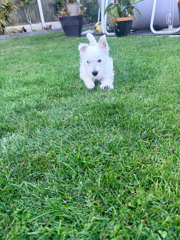 Our Final Westie Girl Are Looking for Loving Families ️