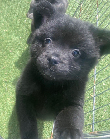 French spitz