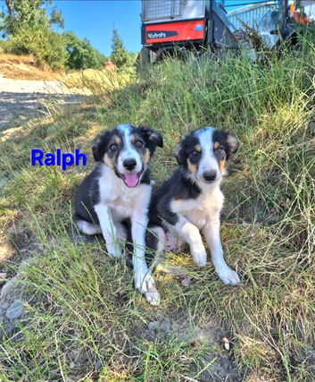 Beautiful Border Collie Pup