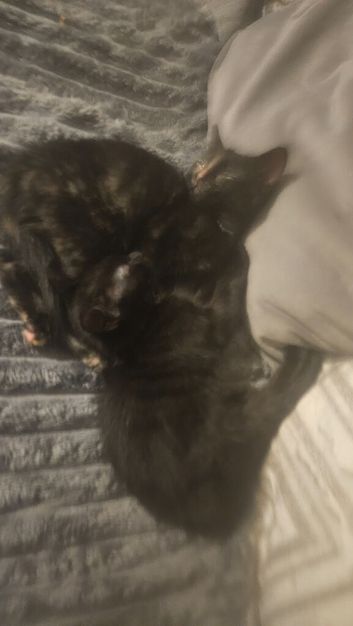 I have 2 female half bengal cats for sale ready to leave now